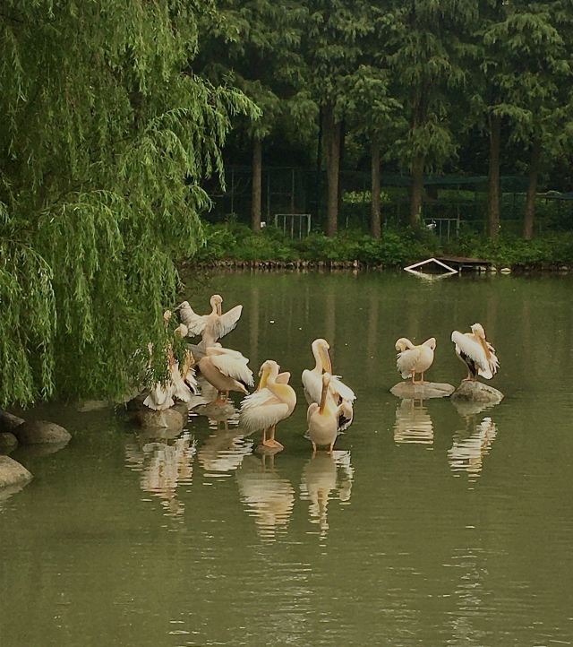 武漢動物園