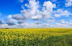 Zhaosu Rape Flower Sea