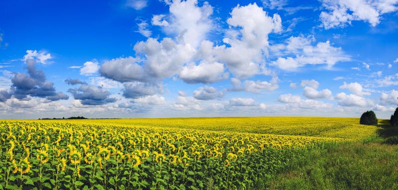 Zhaosu Rape Flower Sea