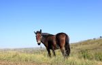 Army Horse Rance of Shandan