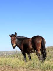 Army Horse Rance of Shandan