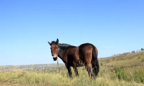 Army Horse Rance of Shandan