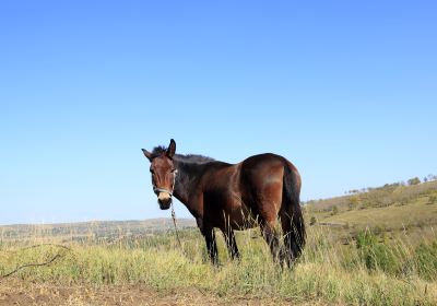 Army Horse Rance of Shandan