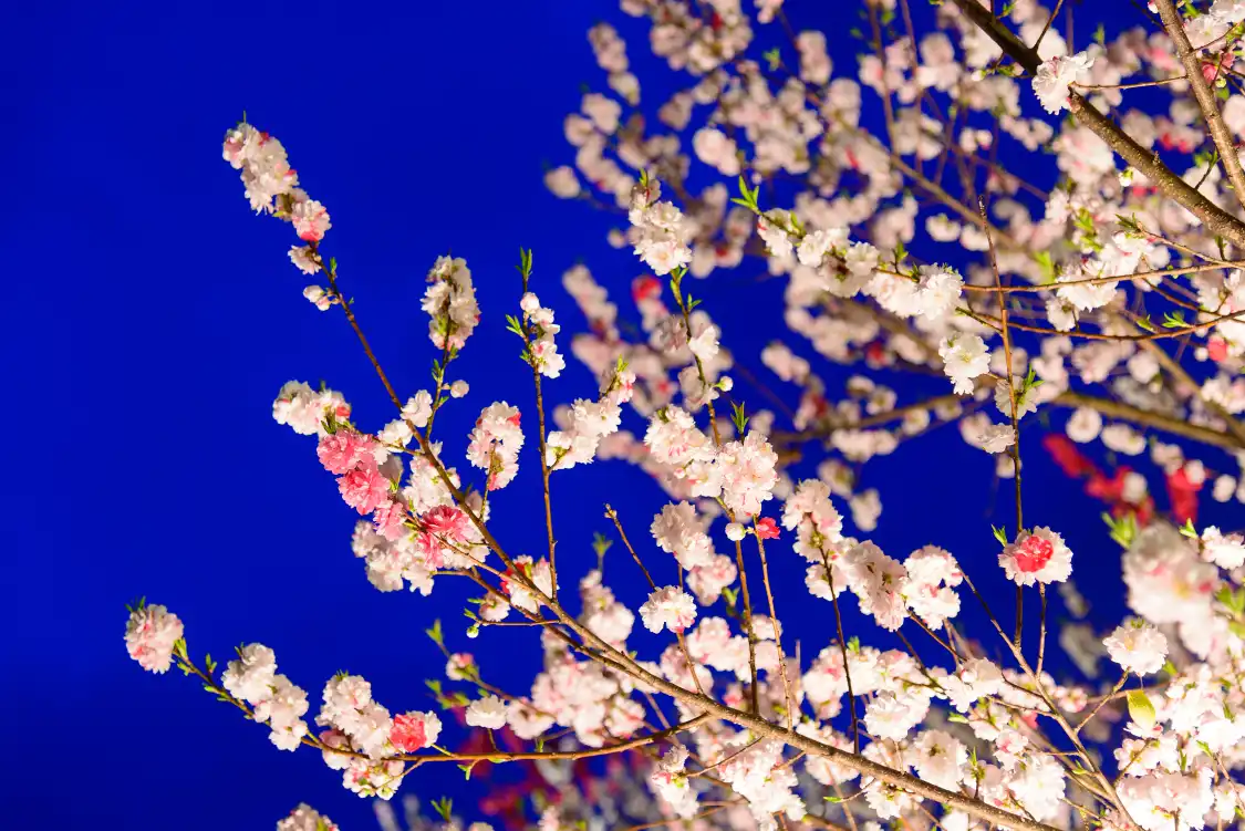니혼바시닌교초 주변 호텔
