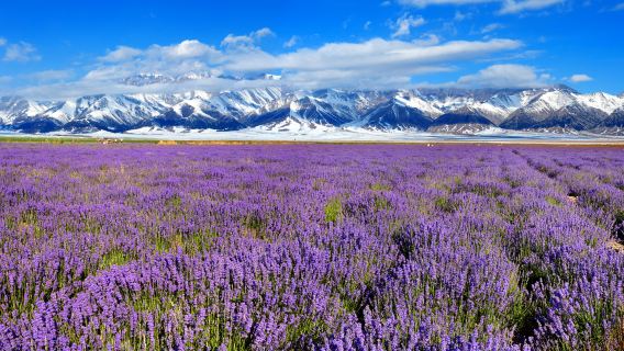 Princess Jieyou Lavender Garden