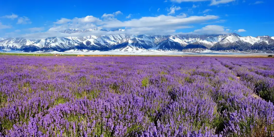 Hotels near Princess Jieyou Lavender Garden