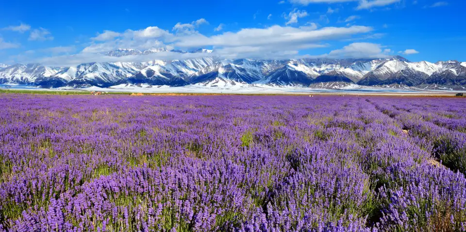 1_Princess Jieyou Lavender Garden