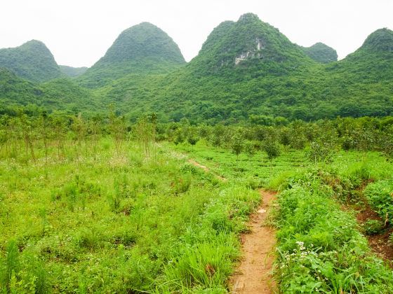 Xiangcao Forest