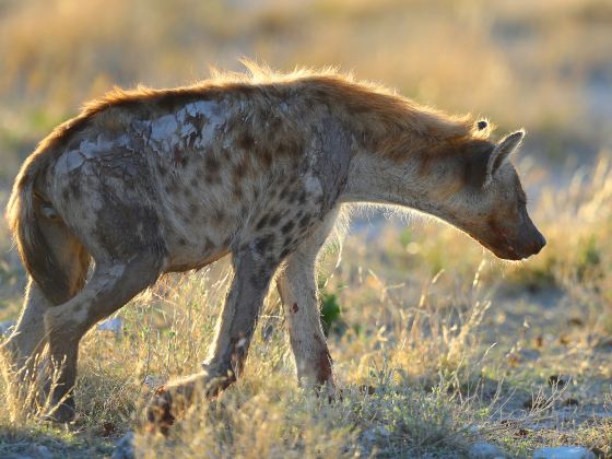 Serengeti National Park