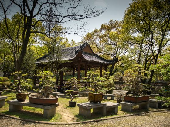 Mid-Level Lotus Garden