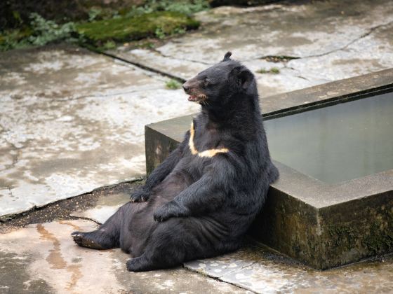 黃山野生動物園