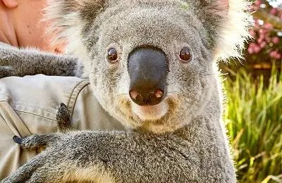 14 Amazing Wildlife Encounters in Sydney and New South Wales