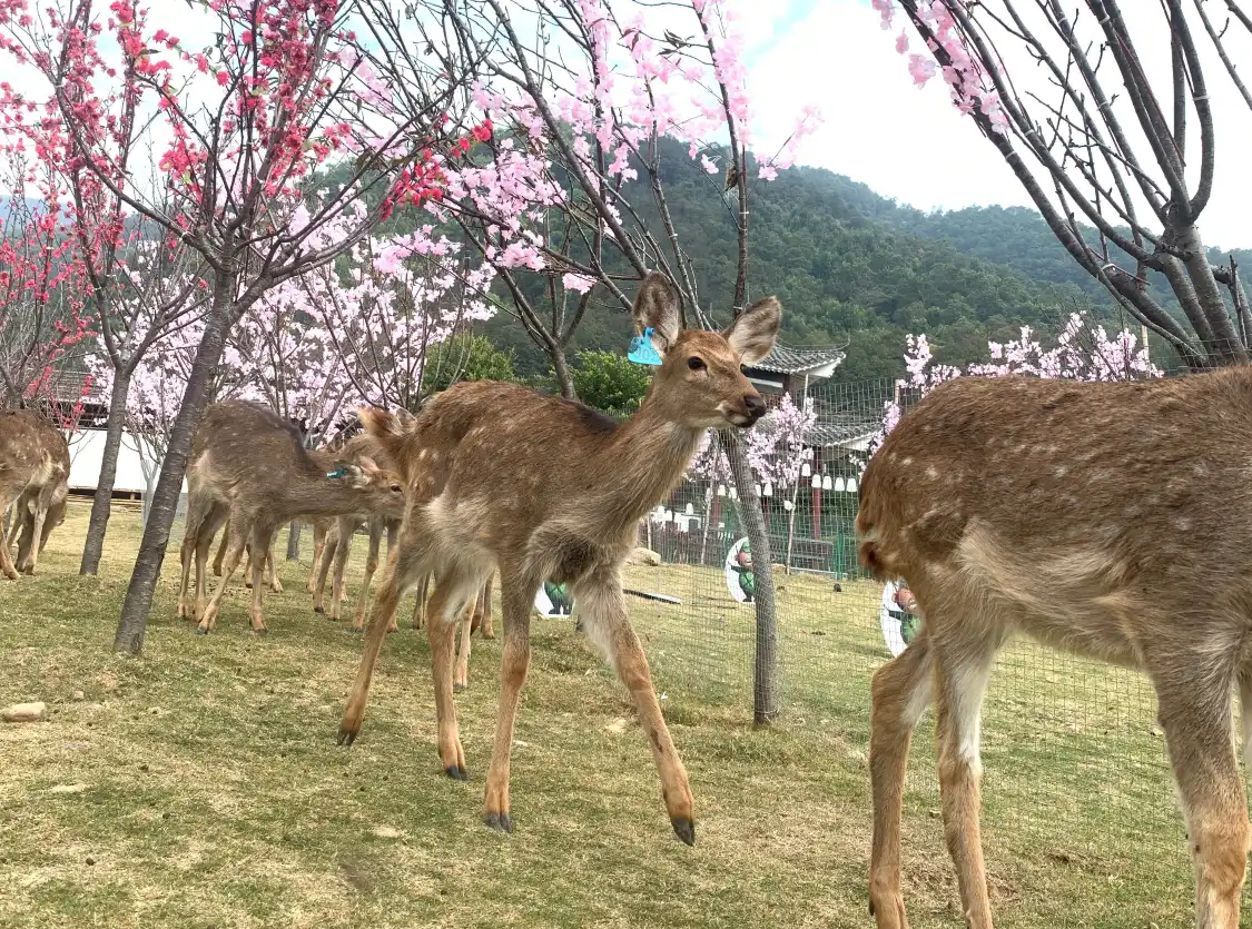 Hotels near Xunan Deer Park