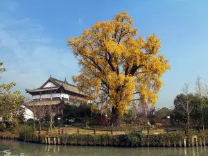 梅花洲