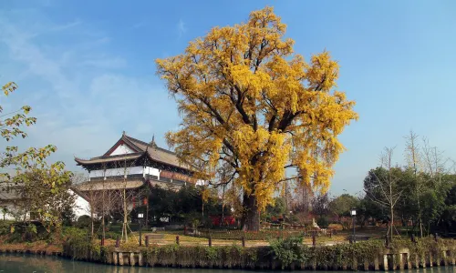 Meihuazhou
