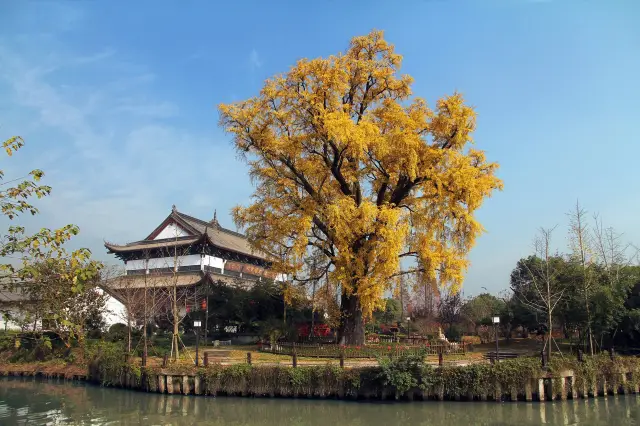 Ginkgo Viewing in Jiaxing