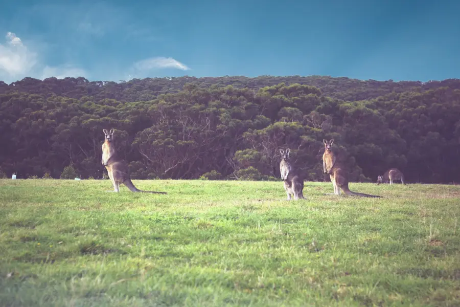 Kangaroo Valley