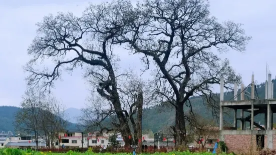 Old Maple in Xiutian Village