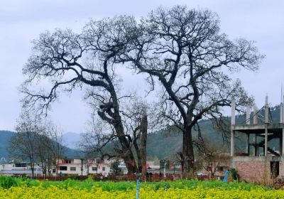 Old Maple in Xiutian Village