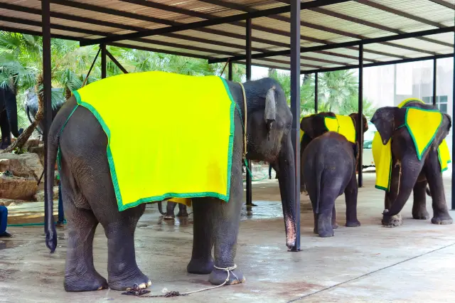 Pattaya Elephant Interaction