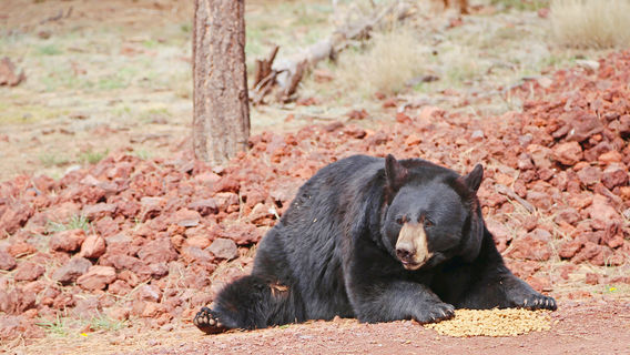 Bearizona Wildlife Park