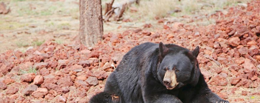Bearizona Wildlife Park