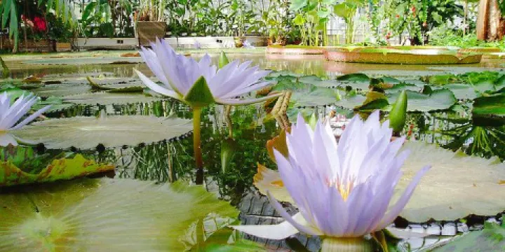 Bergius Botanic Garden