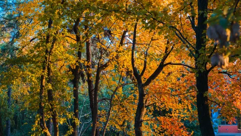 Hunan Botanical Garden attraction in Changsha