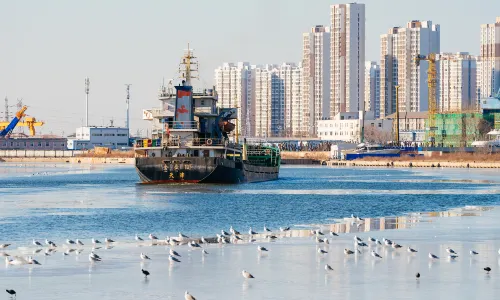 Seagulls Viewing in Tianjin