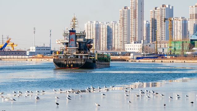 Seagull Watching in Tianjin