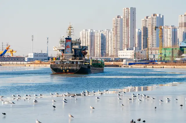 Seagulls Viewing in Tianjin