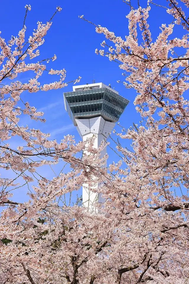 Cherry Blossom Viewing in Hokkaido