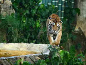 卡利動物園