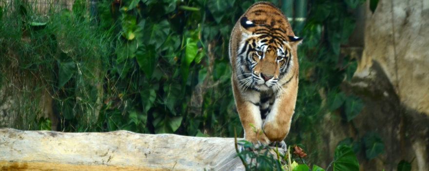 Zoologico de Cali