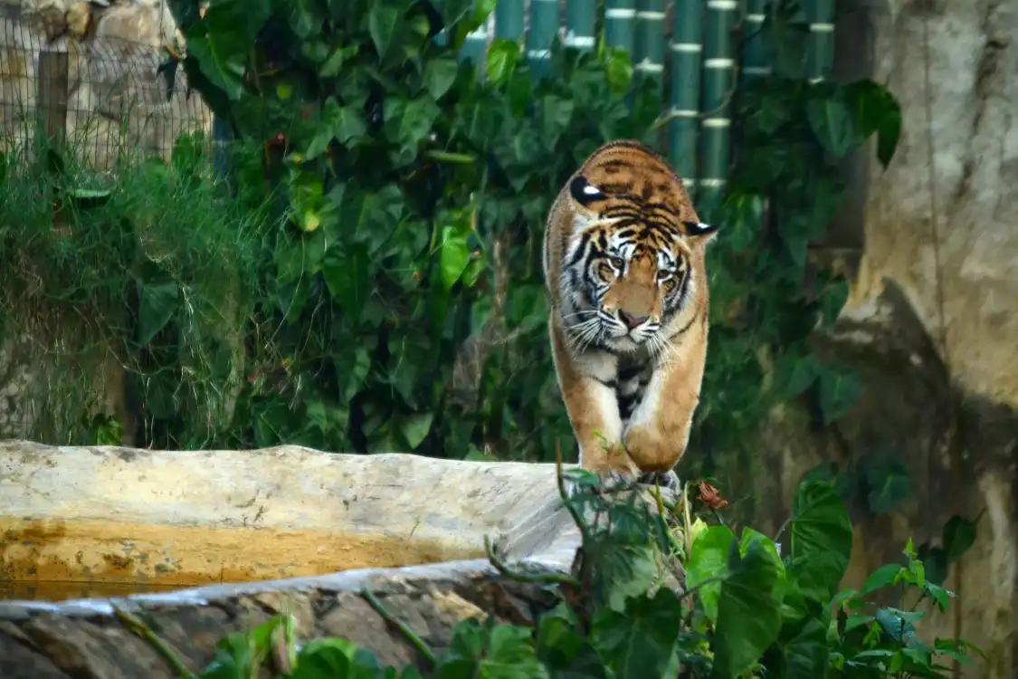 Hotels near Zoologico de Cali