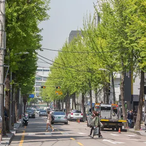新沙洞林蔭樹路