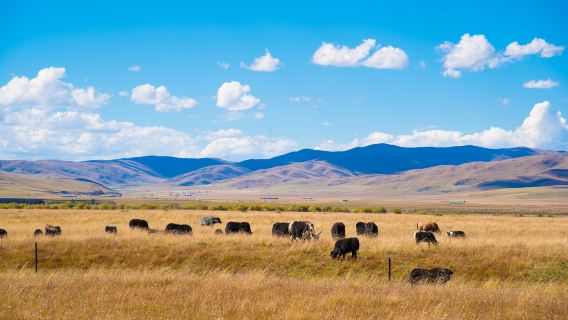 Hongyuan Grand Grasslands