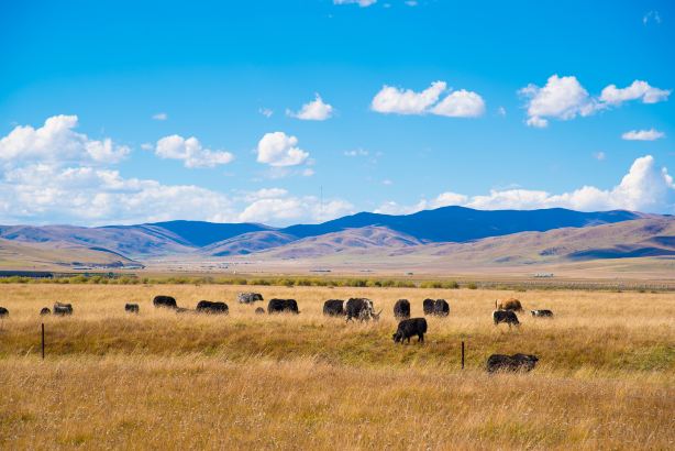 Hongyuan Grand Grasslands
