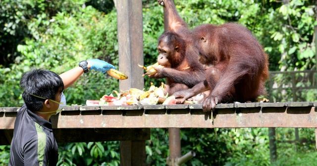 Sepilok Orangutan Rehabilitation Centre