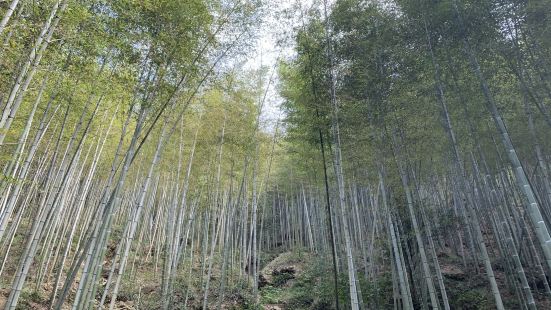 Really beautiful bamboo forest