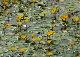 Lotus Creek, A Scenic Spot in Nanhe Town