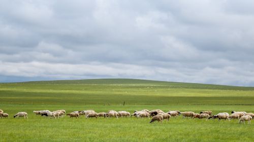 Chenbaerhu Banner Grassland