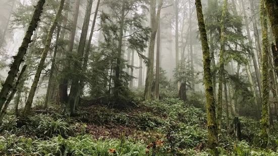 梦湖山国家森林公园面积是非常的大的，整个公园里面，有非常多的