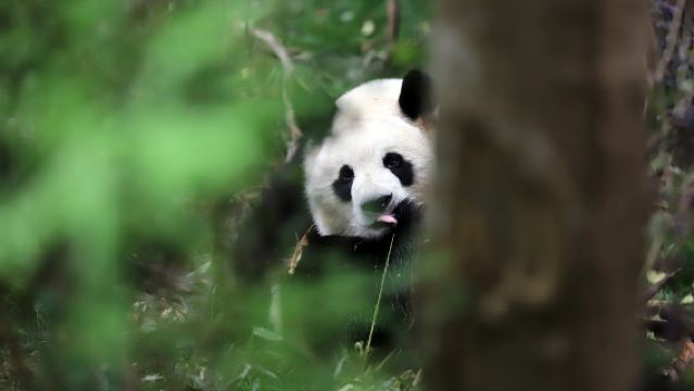 熊貓谷+都江堰含講解+仰天窩+南橋一日遊2-8人團含三環接送