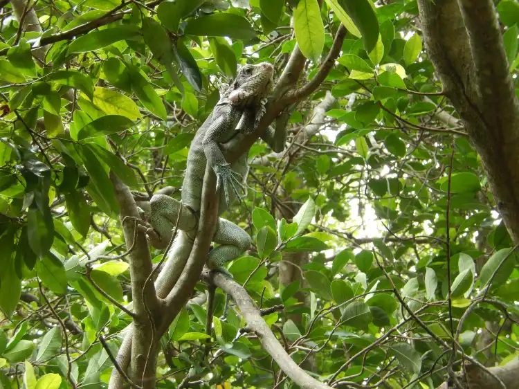 Hôtels à proximité de : Forêt amazonienne