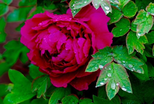 Peony Park Attractions Luoyang Travel Review Travel Guide Trip Com Peony Park Attractions Luoyang Travel Review Travel Guide Trip Com