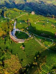 布央茶山旅遊區