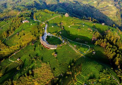 布央茶山観光区