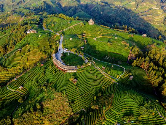 Buyang Chashan Tourist Area