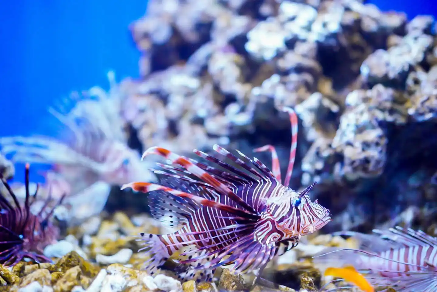 Hotels near Pingdingshan Aquarium